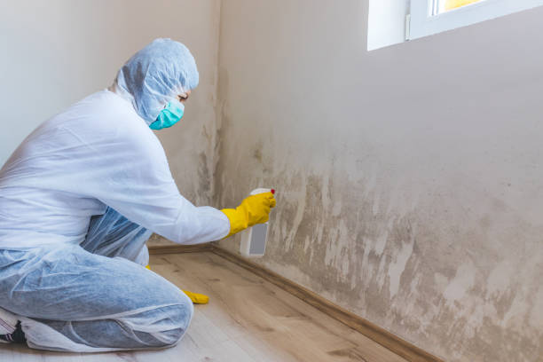 Licensed Mold Remediation service in Castalia, NC - WQB Mold Removal